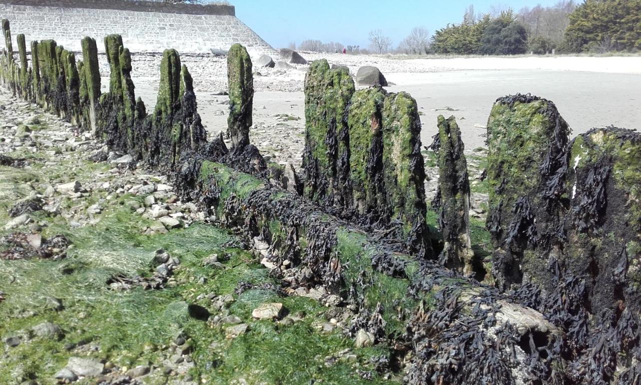 Les Cormorans Villa Saint-Vaast-la-Hougue Exteriör bild